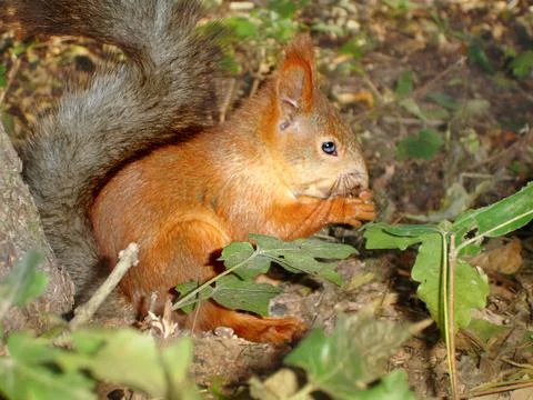 Squirrel eats in the forest in autumn. Side view. Close-up Stock Photos