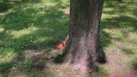 Squirrel Eats on the Grass Near the Tree. Video stock 133093759