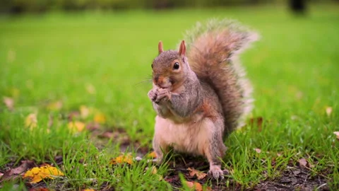 Squirrel Eats from a Hand Stock Footage 135251653