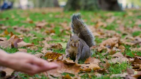 Squirrel Eats from a Hand Stock Footage 135251834
