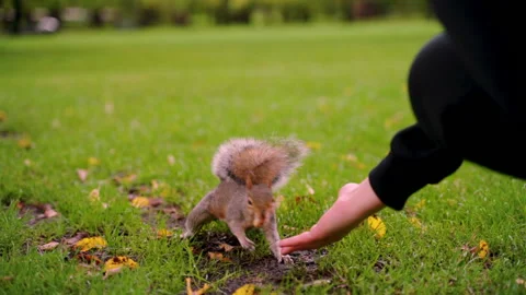 Squirrel Eats from a Hand Stock Footage 135251843