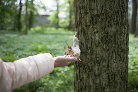 The squirrel eats from a hand Stock Photos