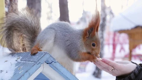Squirrel eats from hands Stock Footage 221698238