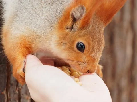 The squirrel eats from the hands. Red squirrel close up. Stock Photos