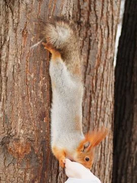 The squirrel eats from the hands. Red squirrel on a tree eats from hands. Stockfoto's