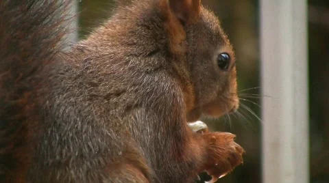 Squirrel eats hazelnut 스톡 동영상 575290