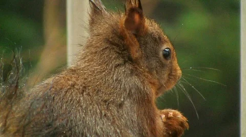 Squirrel eats hazelnut Stock Footage 595598