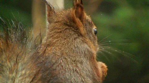Squirrel eats hazelnut Stock Footage 595601