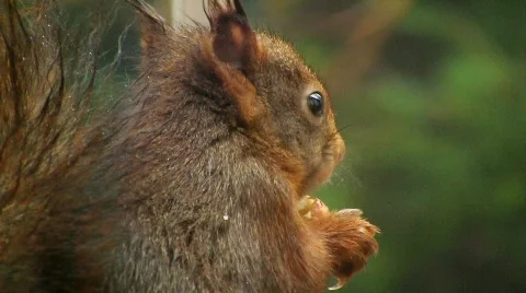 Squirrel eats hazelnut Vidéo 595618