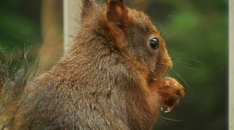 Squirrel eats hazelnut Stock Footage 595625