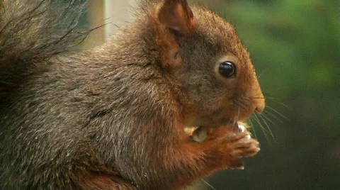 Squirrel eats hazelnut Video stock 595650