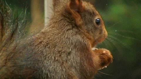 Squirrel eats hazelnut Stock Footage 595665