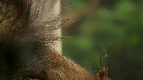 Squirrel eats hazelnut Stock Footage 595777