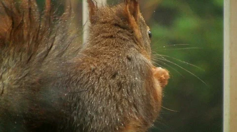 Squirrel eats hazelnut Stock Footage 595821