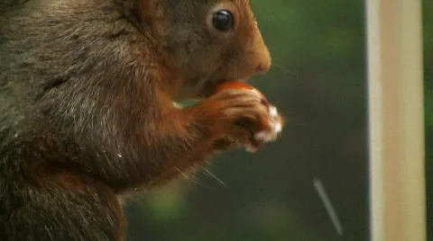 Squirrel eats hazelnut Stock Footage 595890