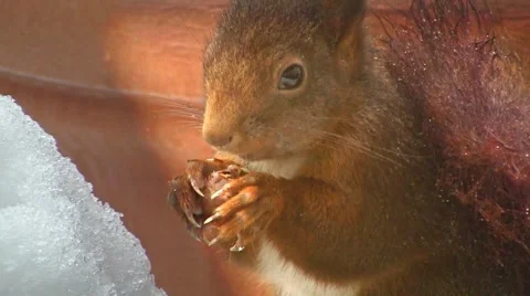 Squirrel eats hazelnut Stock Footage 4374513