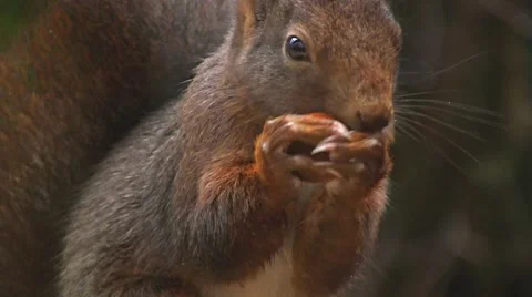 Squirrel eats hazelnut Stock Footage