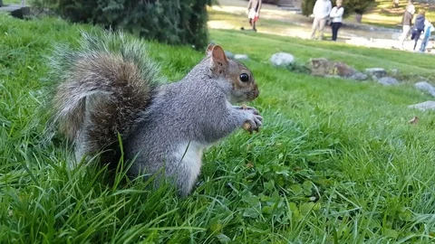 Squirrel eats hazelnut Stock Footage 82539393