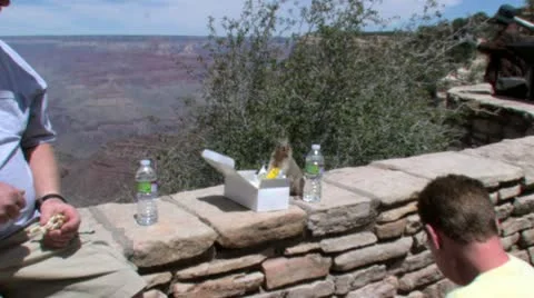 Squirrel eats human food Video stock 11230714