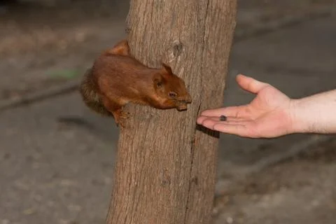 Squirrel eats from human hand Stock Photos