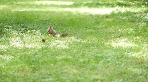 Squirrel eats on a meadow. Sunlight spots on a green grass Stock Footage 67212302