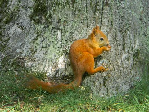 Squirrel eats near a tree. Stock Photos
