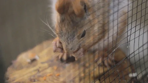 Squirrel eats nibbles zoo Stock-Footage 106341021