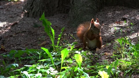 The squirrel eats a nut. 4K. Stock Footage 72129270