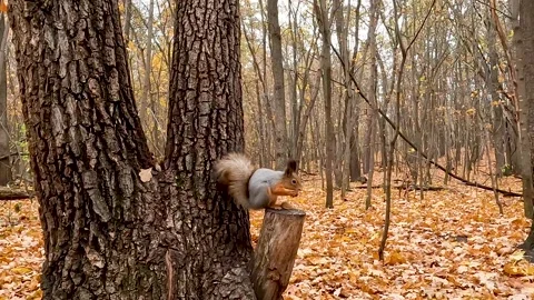Squirrel eats a nut in the autumn forest Vídeos de archivo 288736530