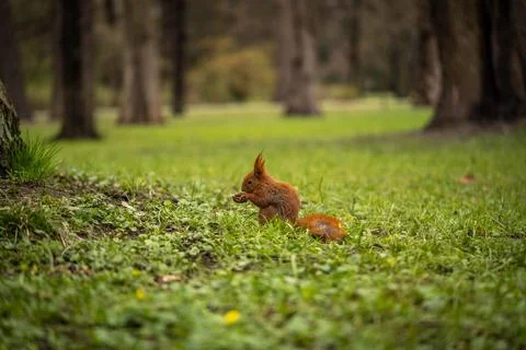 Squirrel eats a nut on a beautiful lawn, spring day Stock Photos