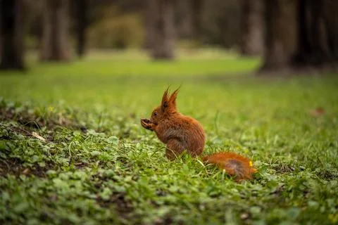 Squirrel eats a nut on a beautiful lawn Foto stock