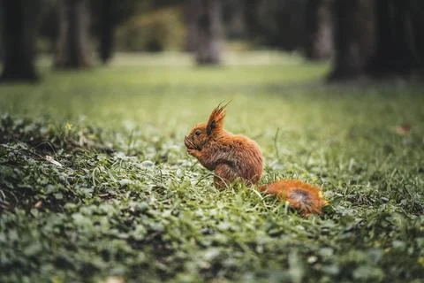 Squirrel eats a nut on a beautiful lawn Stock Photos