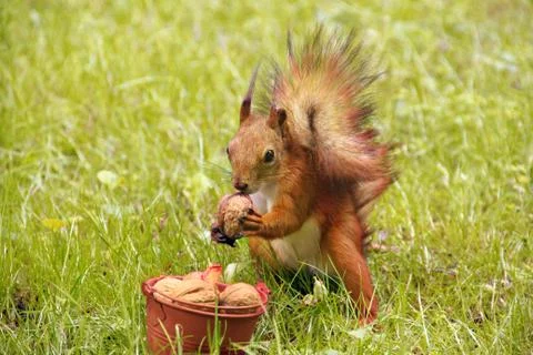 The squirrel eats a nut from a bucket. Sciurus. Rodent. Beautiful red squirre Stock Photos