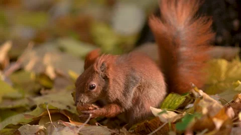 A squirrel eats a nut on fallen autumn leaves under a tree. Stock Footage 160405869