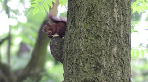 Squirrel eats a nut Video stock 64749861