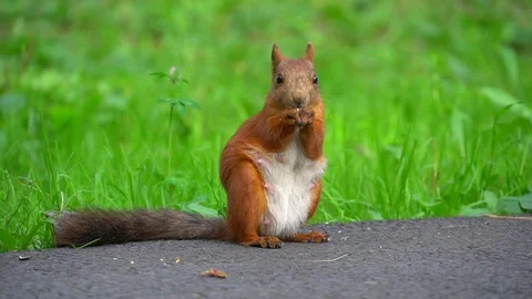 The squirrel eats a nut Stock Footage 115328886