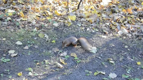 Squirrel eats a nut Stock Footage 162668607