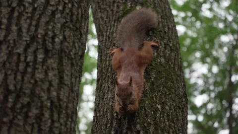 The squirrel eats a nut Stock Footage 164036014