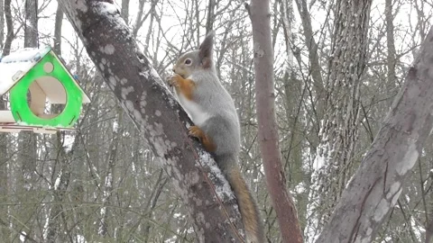 Squirrel eats a nut Video stock 169596997