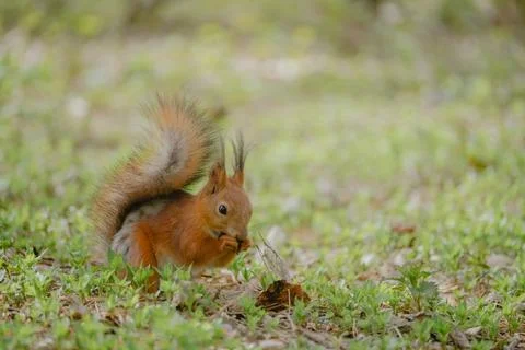 Squirrel eats nut in the forest Stock Photos