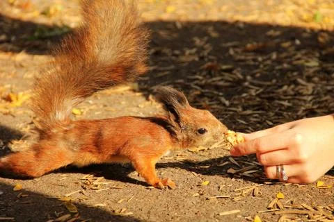 The squirrel eats a nut from the hand. Sciurus. Rodent. Beautiful red squirre Stock Photos