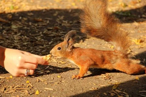 The squirrel eats a nut from the hand. Sciurus. Rodent. Beautiful red squirre Stock Photos