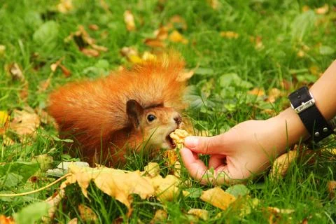 The squirrel eats a nut from the hand. Sciurus. Rodent. Beautiful red squirre Stock Photos