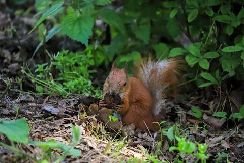 Squirrel eats a nut in the park Stock Photos