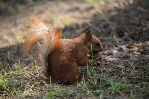 Squirrel eats a nut in the park Stock Photos