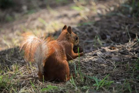 Squirrel eats a nut in the park 库存照片