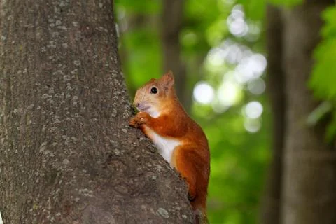 Squirrel eats a nut Stock Photos