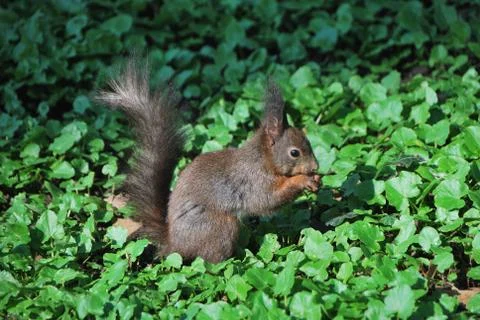 Squirrel eats a nut Stock Photos