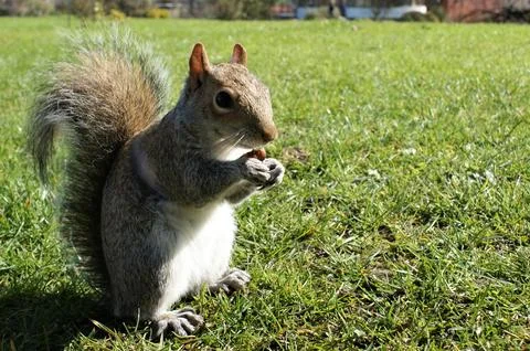 A squirrel eats a nut. Squirrel on the grass of the park on a sunny day. Stock Photos