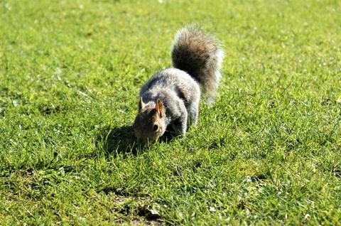 A squirrel eats a nut. Squirrel on the grass of the park on a sunny day. Stock Photos